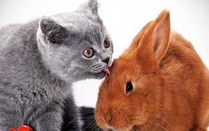 Năm Quý Mão: Vì sao trên thế giới gọi là con thỏ trong khi Việt Nam gọi là mèo?