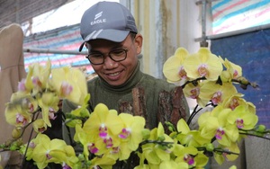 Đếm cành thu tiền, thợ cắm hoa lan kiếm 5-7 triệu đồng mỗi ngày