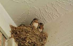 Không biết về phong thủy, hốt hoảng đuổi chim làm tổ trong nhà rồi tiếc nuối