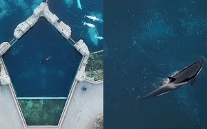 'Cá voi sát thủ cô đơn nhất thế giới' qua đời: Hơn 1 thập kỷ bị cô lập