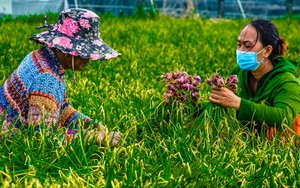 'Ông lớn' bán lẻ Thái Lan mách chiêu giúp người Việt bán hành củ giá cao