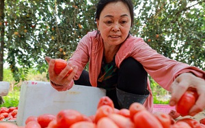 Về thăm "thủ phủ" trồng nhót ở Hà Nội: Người dân than "được mùa nhưng mất giá"