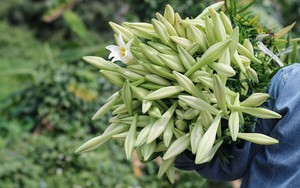 Hoa loa kèn dội chợ gọi tháng 4 về, giá rẻ bèo vẫn ế