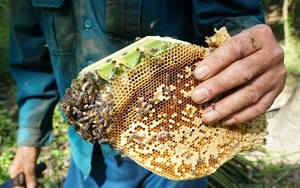 Cực nhọc nghề "trộm" mật ong dừa chỉ có ở miền Tây