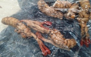 Suýt chết vì ăn nhộng ve sầu lại tưởng đông trùng hạ thảo