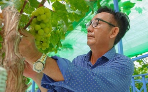 Bị chê "khùng", lão nông miền Tây vẫn chi tiền tỷ trồng "nho nhà giàu"