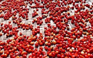 Những loại gia vị rừng 'rẻ như cho' bỗng trở nên đắt đỏ