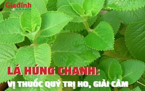 Lá húng chanh với tác dụng không ngờ trong trị ho, giải cảm