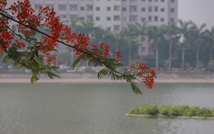 Khung cảnh view mặt hồ phượng đỏ đẹp lung linh cực hiếm ngay giữa lòng Hà Nội