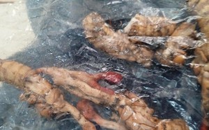 Lý do liên tiếp có nạn nhân ngộ độc khi ăn nấm giống đông trùng hạ thảo