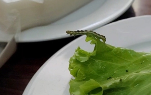 Xử phạt bánh tráng Hoàng Bèo sau sự cố có sâu bò lổm ngổm trên rau xà lách