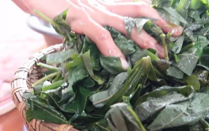 Món ngon từ rau dại (2): Loại lá bỏ đi thành đặc sản giàu vitamin, chế biến nhiều món lạ miệng