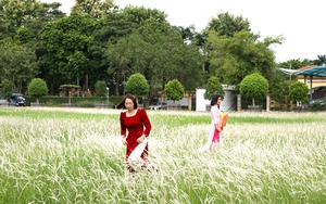 Phát hiện bãi cỏ lau trắng muốt nằm giữa trung tâm Hà Nội, chị em nhìn thấy là thích mê