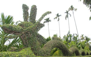 Độc đáo con rồng được tạo từ cây duối dài tận 20m của một gia đình ở Nam Định