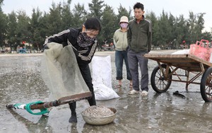 Hàng trăm người dân đua nhau ra cào 'lộc biển'