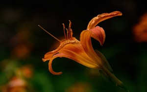 Tháng sinh Âm lịch của người dũng cảm, quyết đoán, càng kiên cường càng thịnh vượng