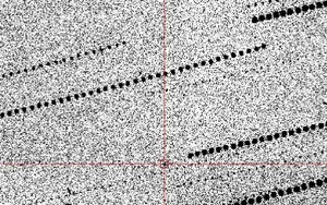 Người đàn ông 39 tuổi tử vong vì bị kiến cắn khi đang tỉa cây