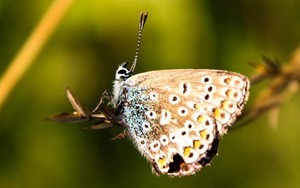 Tháng sinh Âm lịch của người có nhân duyên tốt