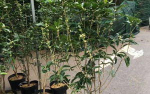 Cây cảnh phong thủy nhà giàu ưa chuộng trồng trước cửa nhà: Vừa đẹp, vừa dùng uống trà tốt cho sức khỏe