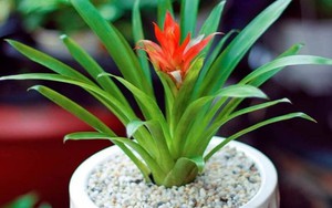 Loại cây trồng trong nhà vừa giúp lọc không khí, vừa giúp ấm nhà vào mùa lạnh