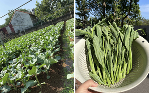 Giá rau đắt đỏ, nhiều gia đình Thủ đô chuyển hướng sang nguồn cung thực phẩm xanh 'bao sạch'
