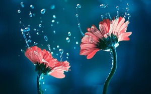 Tử vi tiết lộ 5 ngày sinh Âm lịch mang phúc lộc suốt đời: Càng trưởng thành càng rực rỡ