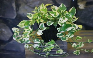 Cây trầu bà hợp những tuổi nào trong 12 con giáp