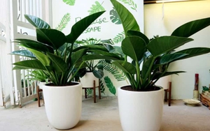 Cây trầu bà hợp mệnh nào trong ngũ hành?