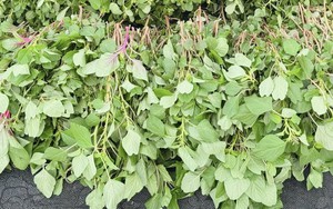 Chỉ vài nghìn 1 bó, chế biến rau này thêm trứng thành món ngon bổ dưỡng cho xương khớp ngày lạnh