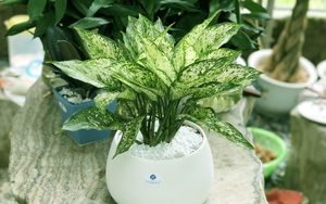 Những loại cây phong thủy có vai trò "thần giữ của", xua đuổi tà khí