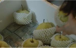 Thanh tra Nguyệt bật khóc khi bóc thùng tiền hối lộ