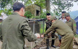 Hàng loạt động vật hoang dã quý hiếm trở về với rừng xanh