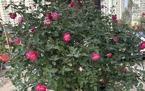 Những loại cây cảnh cần tránh trồng trong nhà nếu không muốn thất thoát tiền của theo lời dặn của người xưa