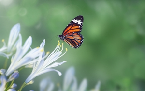 Tháng sinh Âm lịch của người trí tuệ, trung niên giàu không ai sánh bằng