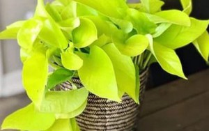 Mệnh Kim nên trồng cây gì trước nhà để đón tài lộc, bảo hộ cho gia đình?