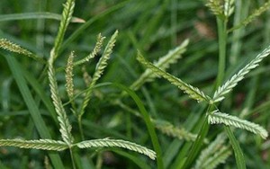 5 bài thuốc chữa bệnh quý từ loài cỏ dại ven đường