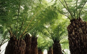 Phát hiện chấn động về thế giới cổ đại 34 triệu năm dưới băng Nam Cực