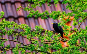 Tháng sinh Âm lịch của người thông minh, sắc sảo