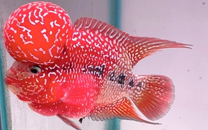 Top những loài cá phong thủy mang lại may mắn