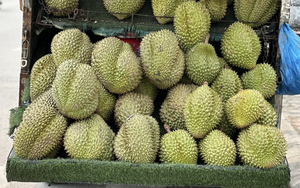 Lần đầu tiên trong 4 năm, dân thoải mái ăn sầu riêng với giá rẻ khó tin