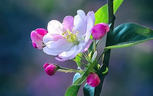 Tháng sinh Âm lịch của người tài hoa, đi đâu cũng được trọng dụng