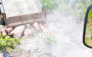 Tiêu huỷ khẩn cấp gần 2 tấn lợn bệnh, phát hiện xác lợn chết vứt bên đường ở Huế