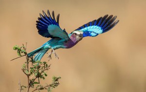 Những ngày sinh Âm lịch gắn liền với vận giàu sang của phụ nữ