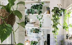 Loại cây trồng trong phòng ngủ giúp an thần, lọc không khí