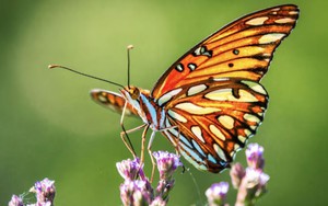 Sống tốt chưa chắc bằng sinh đúng ngày: 4 ngày Âm lịch đại cát, phúc lộc kéo dài nhiều thế hệ