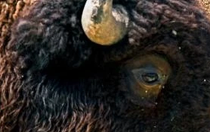 Loài vật quý hiếm bậc nhất hành tinh, tưởng tuyệt chủng bất ngờ "tái xuất" ở nơi vô cùng đặc biệt