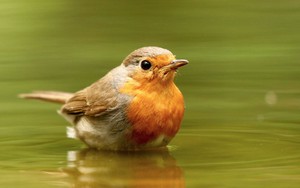 4 tháng Âm lịch sinh ra những người có khí chất hơn người, hiếm khi nghèo lâu