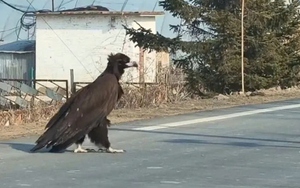 Người phụ nữ bắt gặp con chim khổng lồ cao gần 1 mét băng qua đường