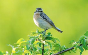 Ngày sinh Âm lịch của người người nói ít làm nhiều, tài lộc đến muộn nhưng vững vàng