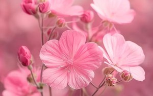 Ngày sinh Âm lịch của người có phúc đức sâu dày, cuộc đời rực rỡ 'như hoa như ngọc'